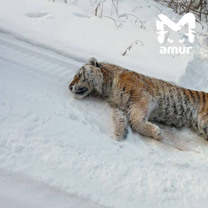 Возле приморского села нашли мёртвого тигра