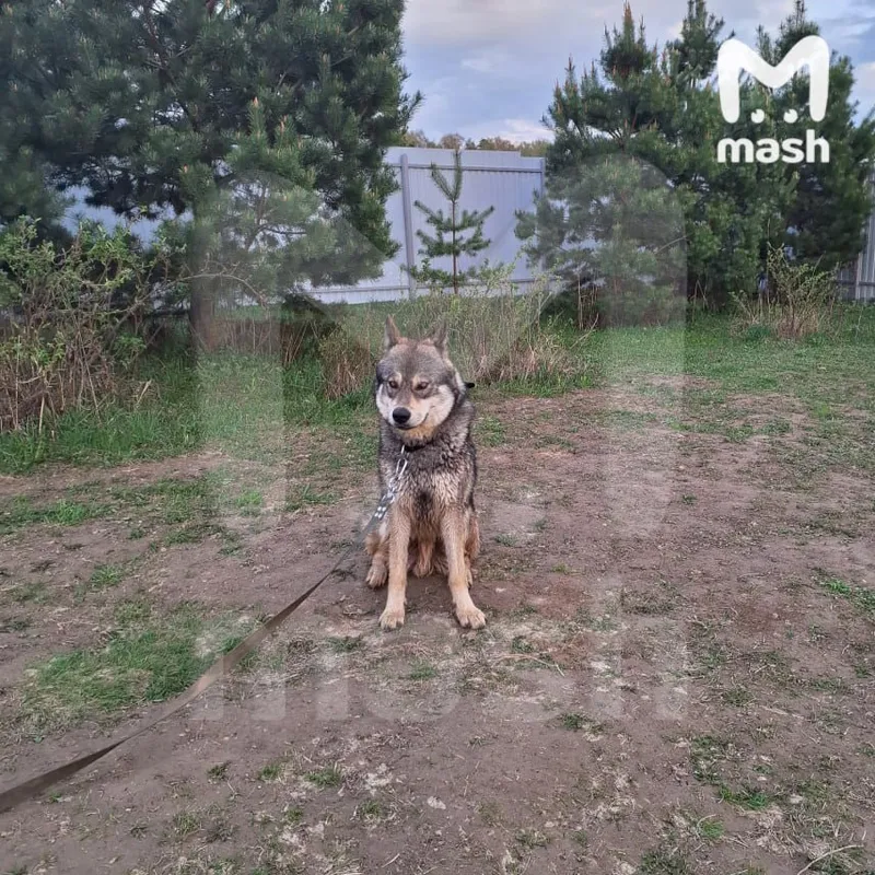 https://static.mash.ru/unsafe/rs:fit:800:800/czM6Ly9tYXNoL2ltYWdlLzIwMjUtMDYtMjAvMGRkYjQzZDQtZWI5Ni00MGI1LWFkZTgtZjIyYzI1MzVjMWJhLmpwZWc