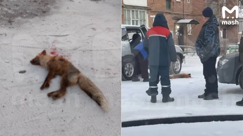 Бешеная лиса едва не растерзала девушку в Омской области